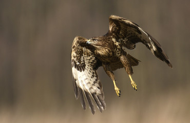 Common buzzard (Buteo buteo)