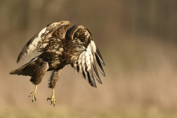 Common buzzard (Buteo buteo)