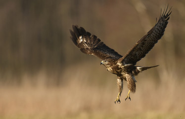 Common buzzard (Buteo buteo)