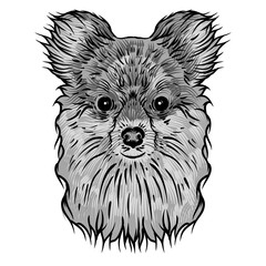 Portrait of  Pomeranian doggy. Hand drawn dog illustration. T- shirt and tattoo concept design in black white. Vector.