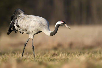 Common crane (Grus grus)