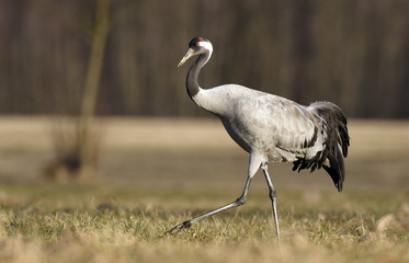 Common crane (Grus grus)
