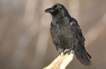 Common Raven (Corvus corax)