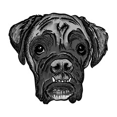 Portrait of  Boxer doggy. Hand drawn dog illustration. T- shirt and tattoo concept design in black white. Vector.