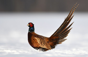 Ringneck Pheasant (Phasianus colchicus)