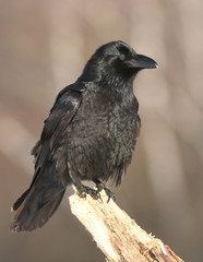 Common Raven (Corvus corax)