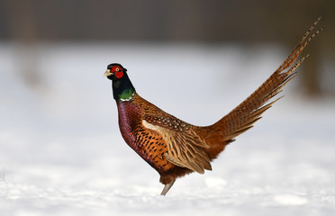 Ringneck Pheasant (Phasianus colchicus)