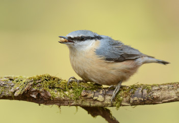 Nuthatch (Sitta europaea)