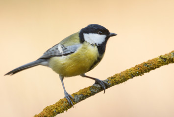 Great tit in autumn scenery (Parus major)