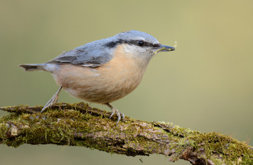 Nuthatch (Sitta europaea)