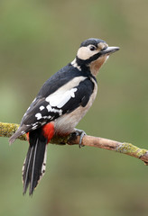 Great Spotted Woodpecker (Dendrocopos major)