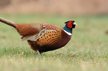 Ringneck Pheasant (Phasianus colchicus)