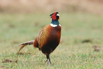 Ringneck Pheasant (Phasianus colchicus)