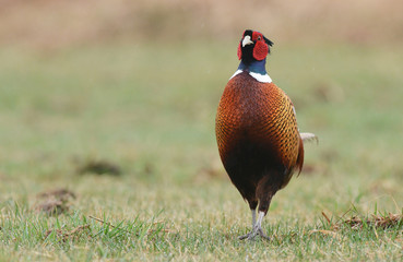 Ringneck Pheasant (Phasianus colchicus)