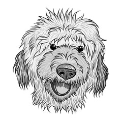 Portrait of  Labradoodle. Hand drawn dog illustration. T- shirt and tattoo concept design in black white. Vector.