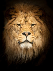 Fototapeta na wymiar Adult lion in the dark. Portrait of big dangerous african animal. Low key effect.