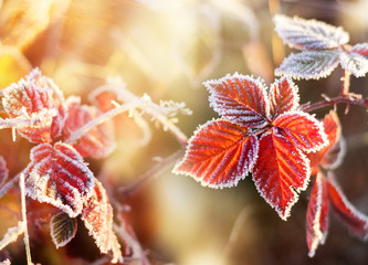 Naklejka premium Red autumn leaf with hoarfrost