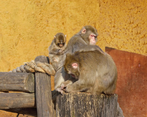 Japanese macaque - Macaca fuscata. Happy family