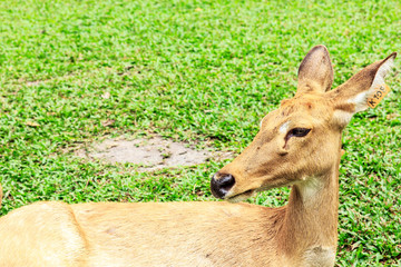  Barking deer