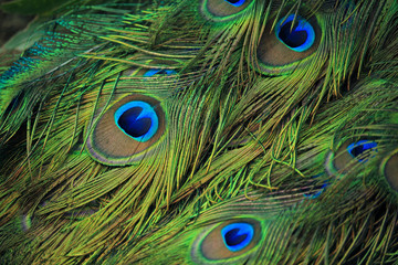 Peacock feather as a background