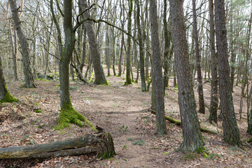 Obraz premium Pfälzerwaldweg