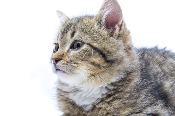 Isolated portrait of a beautiful gray kitten 