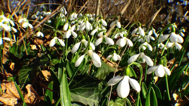 Snowdrops, rare and endangered plants of the south of Ukraine