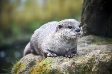 Resting Otter