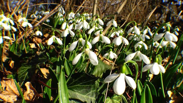 Snowdrops, rare and endangered plants of the south of Ukraine
