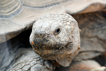 Tortoise head