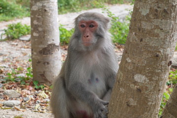 Обезьяны на природе