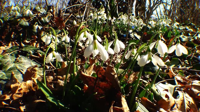 Snowdrops, rare and endangered plants of the south of Ukraine