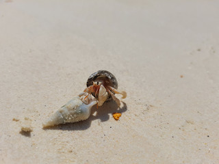 The journey of Hermit Crab on the beach.