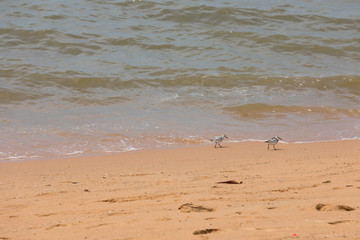 two white birds on beach