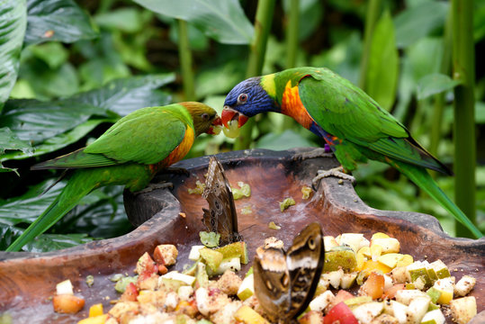 Parrots Eating Fruit