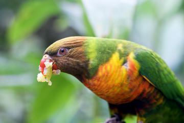 Parrot Crushing a Grape