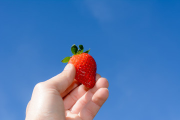 Erdbeere in der Hand vor blauem Hintergrund 