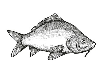 Obraz premium Carp fish