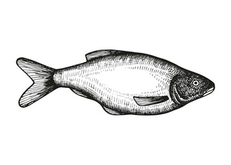 Bream fish vector sketch