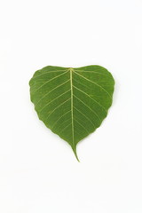 Bodhi Tree On a white background in thailand