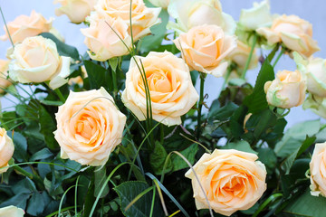 Bouquet of beige roses