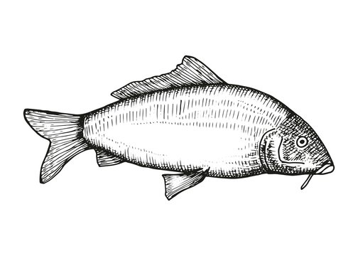 Carp fish swims vector