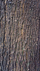  bark pattern