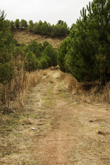 Fototapeta premium Landscape in Madrid