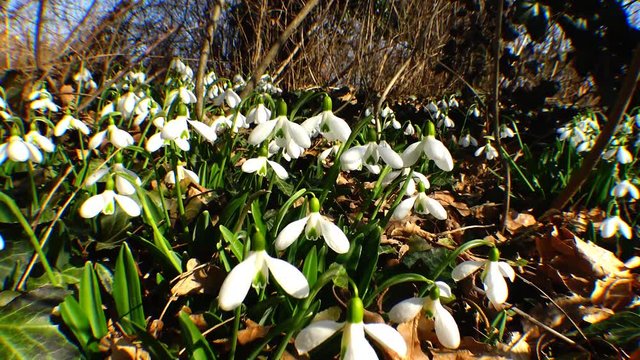 Snowdrops, rare and endangered plants of the south of Ukraine