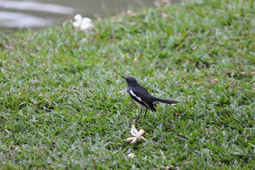 Magpie 
