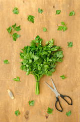 Bunch of parsley and scissors