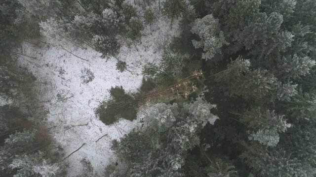 AERIAL, DISTANCING: Flying above loggers removing branches from the trunks of fallen trees cutting them off with a chainsaw. Deforestation in lush dense forest in the wilderness during the wintertime