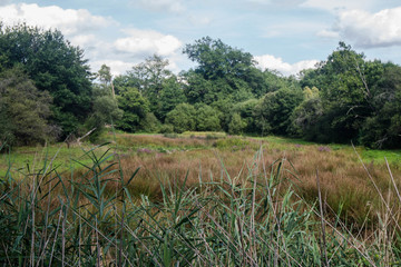 lake vegetation 