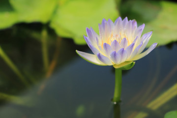Obraz premium lotus flower